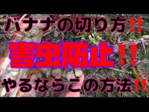 【Present】【バナナの整備】新年の一発目は糸満フルーツ園けんちゃんのバナナ園の整備をしてみた！！アボカド実生苗、バナナの苗を視聴者にプレゼント！！