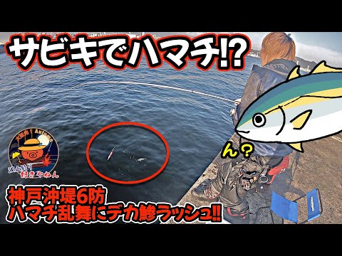 【神戸沖堤】六防でハマチ乱舞にデカ鯵ラッシュ!!【松村渡船】