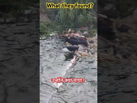 Comment what they found.. #crow #birds #birdfood #crows #crowbird #shorts #short #birdfood #food