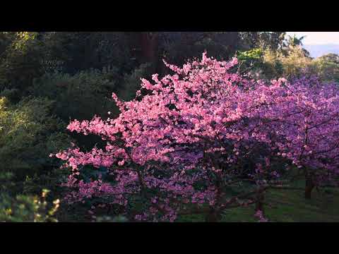 2021淡水天元宮-三色櫻盛開-黃昏時候(JEFF 4K video) TAMSUI Cherry blossoms Origin of the temple TAIWAN#jeff0007