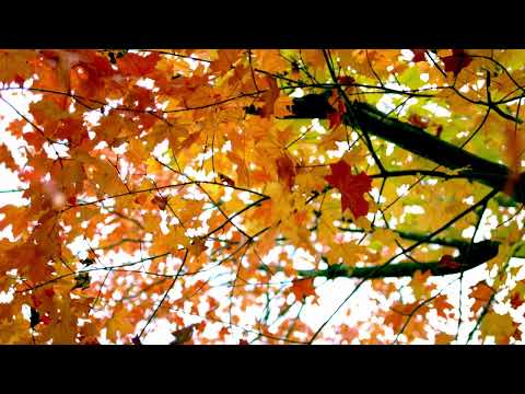 Matthews Mindful Moment - Fall Meditation