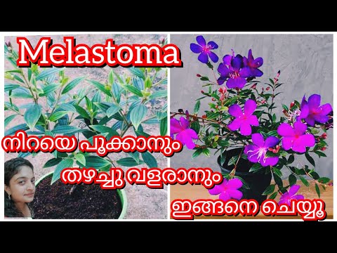 Melastoma നടുമ്പോൾ ഇതു മാത്രം ചെയ്താൽ മതി പൂക്കൾ നിറയും | Melastoma Plant Care& Propagation