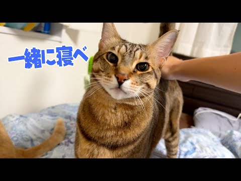 猫たちと寝ている寝室の模様替えをしましたわよ