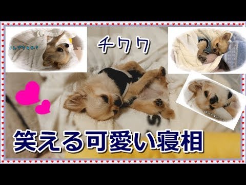 チワワ🐶笑える😄おもしろ可愛い💝寝相💤たち～Chihuahua's funny cute sleeping style💗