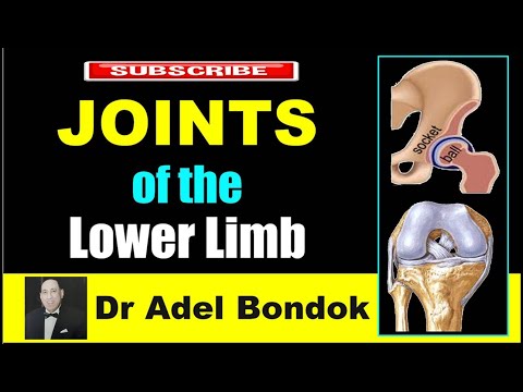 Joints of the Lower Limb, Dr Adel Bondok