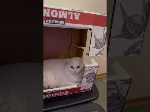 🛎️もらった箱で猫ベッドI got two boxes !!