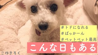 これは、犬をダメにするベットなのか？