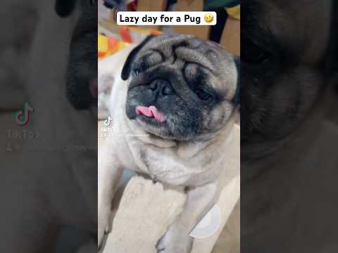 #dogsoftiktok #dogslovers #dog #doglife #pug #dogfunny #fyp #dogmom #dogshort #puglife