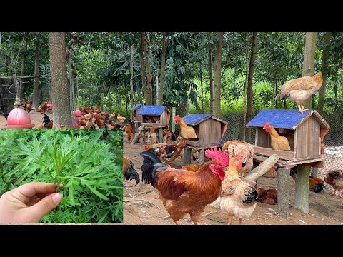 Making nests for chickens to lay eggs - how to treat chicken diseases with natural leaves.