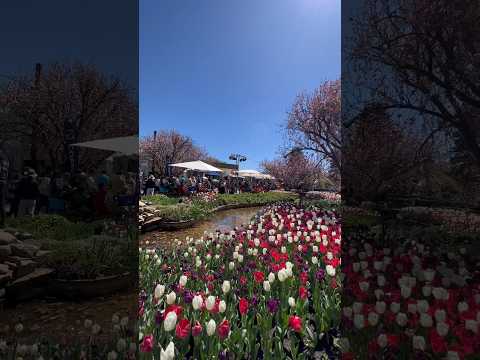 🌷 Explore the Beauty of Tulip Time Festival at Corbett Gardens in Bowral! 🌼 | 19 Sept - 2 Oct