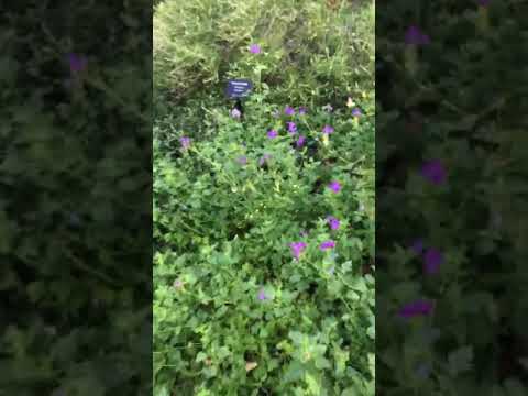 A view of Pan’s Garden: the Prickly Pear corner of the Live Oak hill