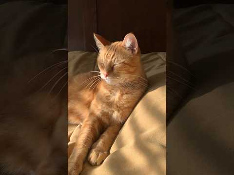 #catshorts #catvideos #countrylife #texas #precious #orangecat #toebeans #catlovers #catpaws #paws