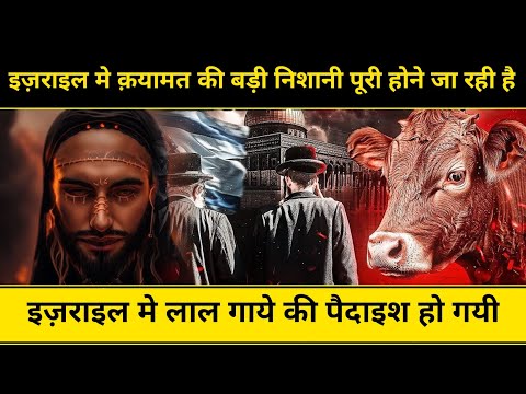 इज़राइल मे लाल गाये की पैदाइश हो गयी | आख़िर किया है Red Cow Sacrifice Israel - Network Flight