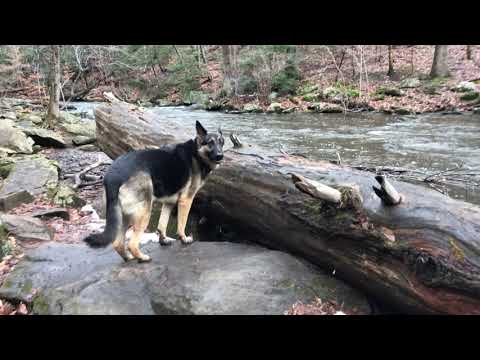 Ep143 Wow! Hiking next to a River!  German Shepherd's Hiking Video Series Hiking with our Dog