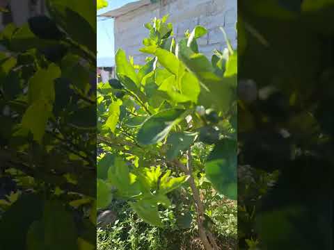 La importante de la Poda y abono de gallinaza en las plantas#mexico #Puebla #gallinaza