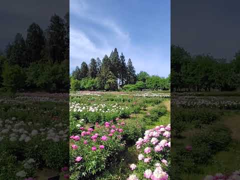 薬用植物指導センター　　シャクヤク園