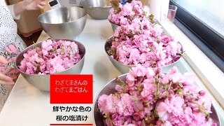 【わざてま】#90#Vlog |シニアライフ| 2021 桜の花の塩漬け|鮮やかな桜の塩漬け|八重桜の花の塩漬け|山口県料理教室|How to make salted cherry blossoms