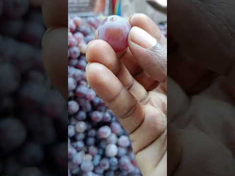 grapes 🍇#trending #shortsviral #grapes #fruits #perione #subcribemychannel #vdj #vlogs