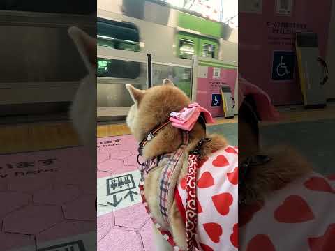 電車を待つ様子【介助犬と桃にゃん】 #柴犬介助犬 #介助犬るな #介助犬と桃にゃん #介助犬 #dog #doglover #cutedog #shiba