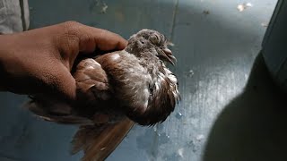 The Heartbreaking Loss of My Makshi Baby Pigeon 💔