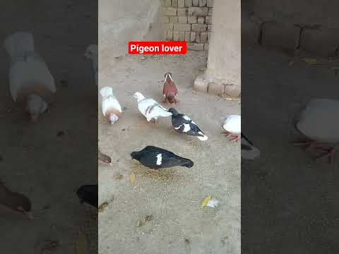 #beautiful #pigeon #kabootar #shorts #animalsounds #birdsounds #whitepigeon #bird #homingpigeons