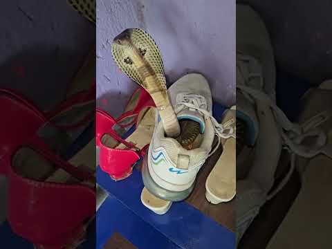 Cobra Emerges Out of Sneakers