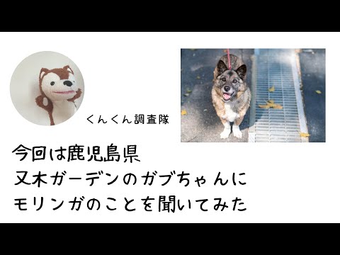 【犬でもわかるお仕事紹介動画】鹿児島県又木ガーデン　モリンガのこと　ガブちゃんに聞きました