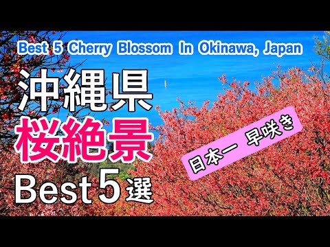 Top 5 best cherry blossom viewing spots in Okinawa, Japan / Mt. Yaedake, Nakijin-jo Site, etc.