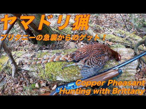 令和4年12月25日　ヤマドリ猟(Copper Pheasant Hunting)