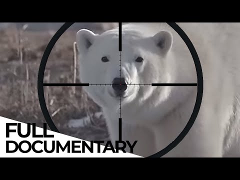 Time to Say Goodbye | The legal Hunt for Polar Bears | ENDEVR Documentary