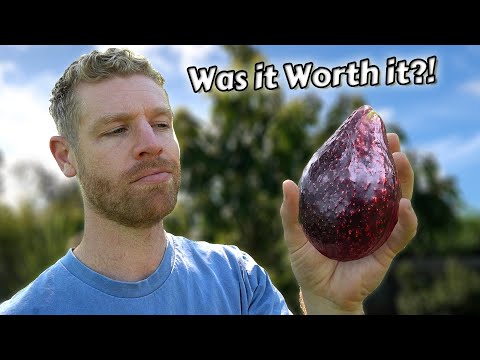 The REAL Truth About Growing Avocados from Seed - (this took 6 years) 🥑🌳