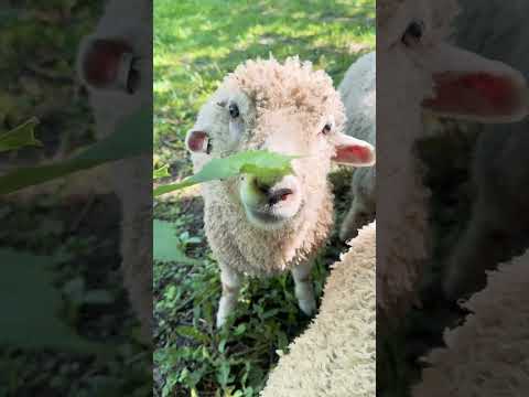 Why do we have lambs at Colonial Williamsburg?