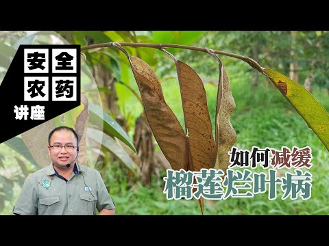 【Baba安全农药讲座】榴莲树的无声杀手——烂叶病！你的榴莲树还能撑多久？| 如何减缓榴莲烂叶病