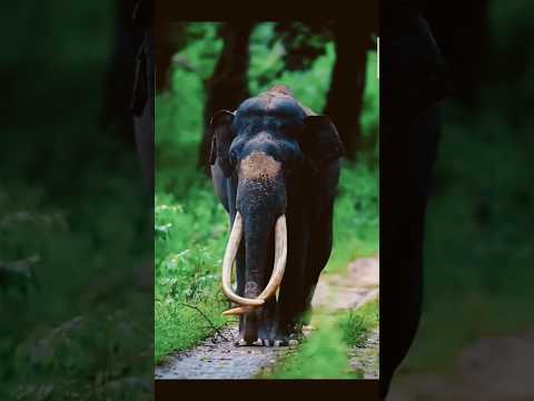 baby elephant, cute🐘🐘😍#shorts