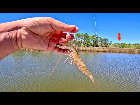 Fishing a LIVE! SHRIMP in the Bayou for our DINNER! [Catch, Clean, Cook]