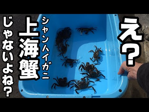 カニの大型水槽を作る！ 素材を集めにお出かけ！【カニ飼育】