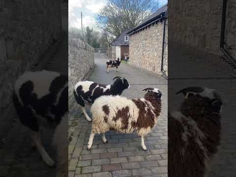 All the fresh grass then have and the sheep decide to eat my flowers 😡 #sheepvideo #shorts