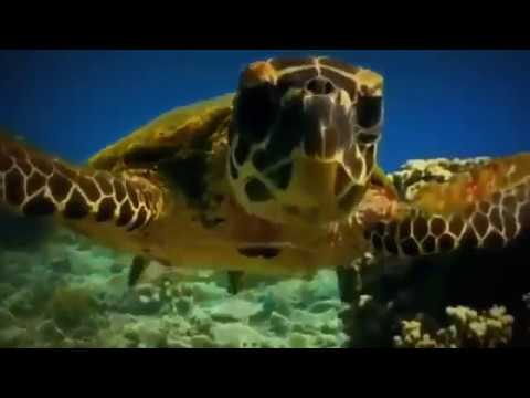 Sea Turtles Documentary HD - Turtles And Tortoises