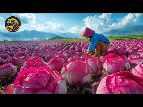 How To Create World's Best Cabbage - Agriculture with Grand Machine