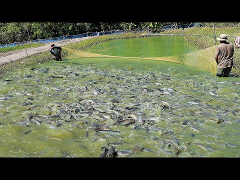 Breeding Catfish - Fish Hatchery - Fish Breeding Injection