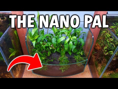 This Nano Paludarium Fish Tank Is Awesome!