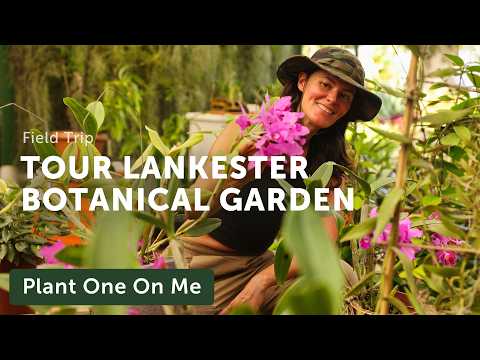 Costa Rica's LANKESTER BOTANICAL GARDEN Tour  — Ep. 405