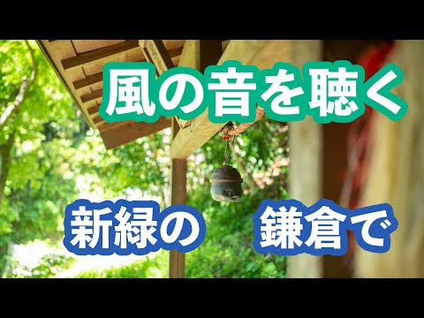 目に青葉… 初夏の鎌倉 風の音を聴く