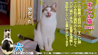 【すごい猫 Part2】おしゃべり猫の六は本当に言葉を理解して会話をしている。この動画で前回の「すごい猫」が偶然に撮れたものではないと分かってもらえるはず | [生まれ変わりの猫] 六