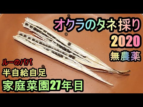 【オクラの種採りノウハウ 2020】家庭菜園27年目 無農薬有機栽培 半自給自足