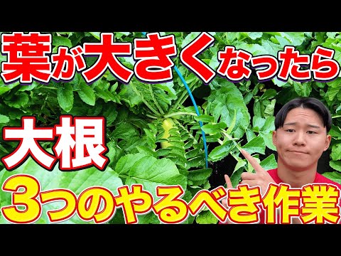 【下葉処理して下さい】大根栽培で葉が大きくなったらやる重要作業を紹介