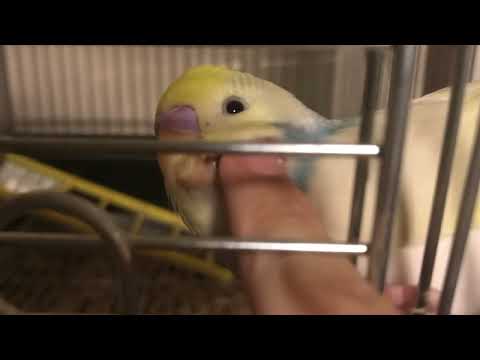 ふわふわすぎるインコ