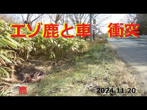 【エゾ鹿】エゾ鹿と車　衝突　(2024.11.20)