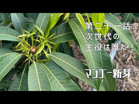 【第二十一話：次世代の主役は誰だ！】〜マンゴーの新芽〜