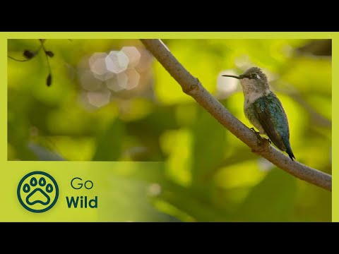 A green wonderland | Cuba: Paradise on the Brink 2/2 | Go Wild